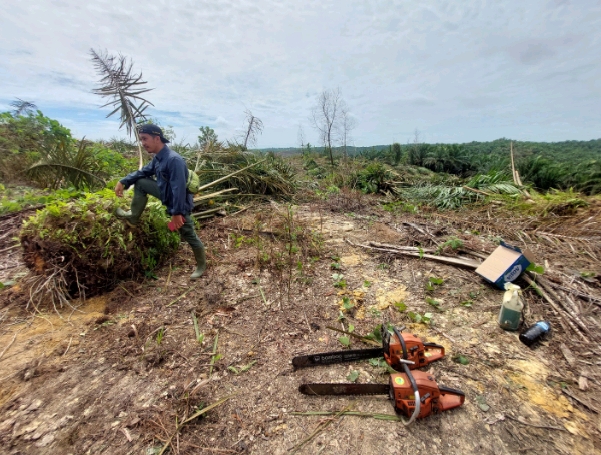 Tumbangkan Sawit Ilegal, Satgas PKH Pulihkan 401 Hektare TNTN