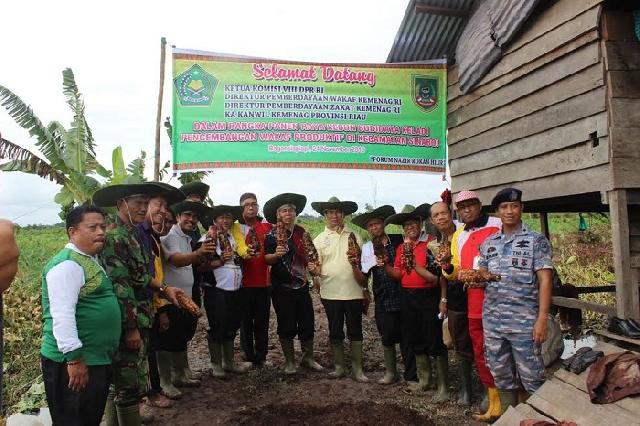 Direktur Pemberdayaan Kemenag RI Panen Raya Keladi di Sinaboi Rohil