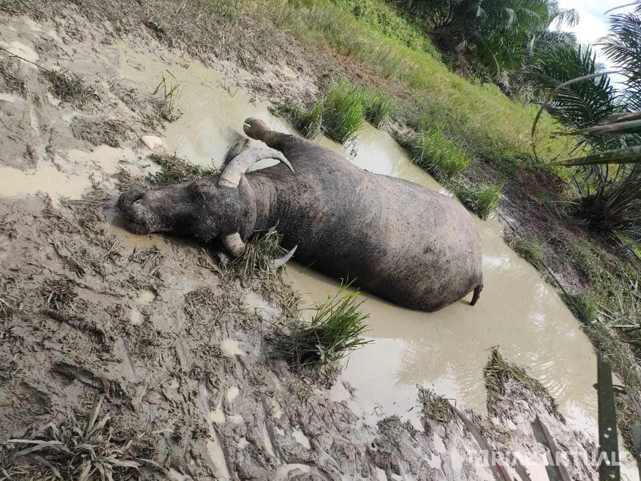 10 Ekor Kerbau di Kuansing Mati Terjangkit Penyakit 'Sapi Ngorok'
