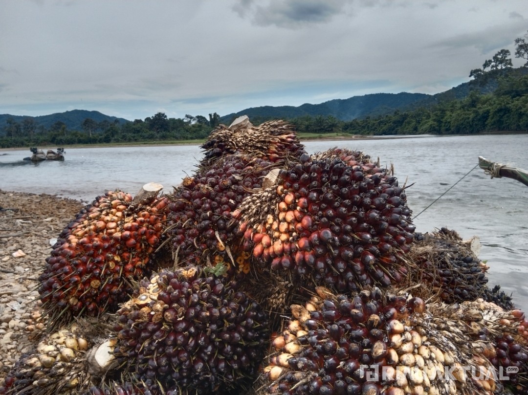 Harga TBS Sawit Pekan Ini Capai Rp2.702 per Kilogram