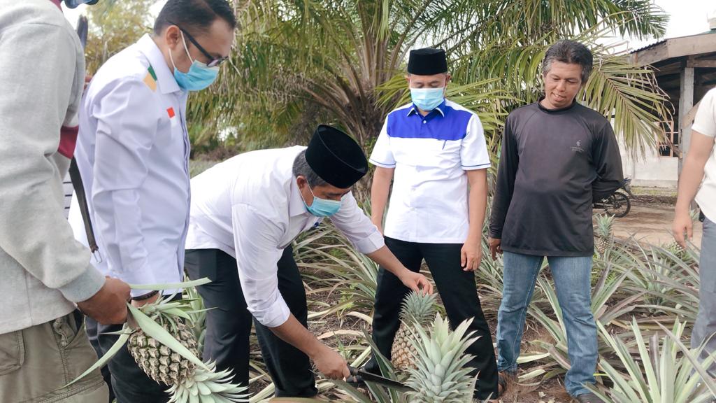 Kampanye di Kampung Tanjung Kuras, Warga Ajak Alfedri Memanen Nenas