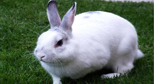 Kelinci Keliling Kota dengan Bis Hebohkan Warga Inggris