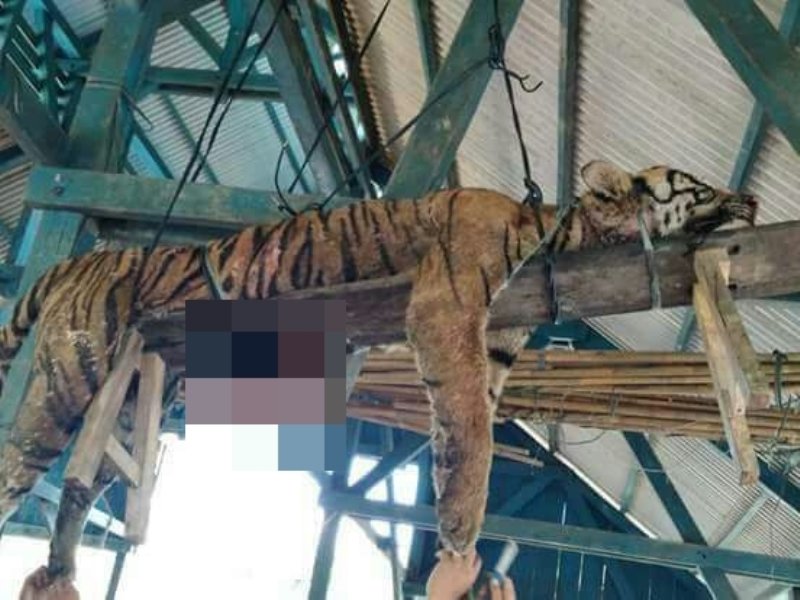 Wah ! Harimau yang Berkeliaran di Mandailing Natal Tewas Ditombak Warga