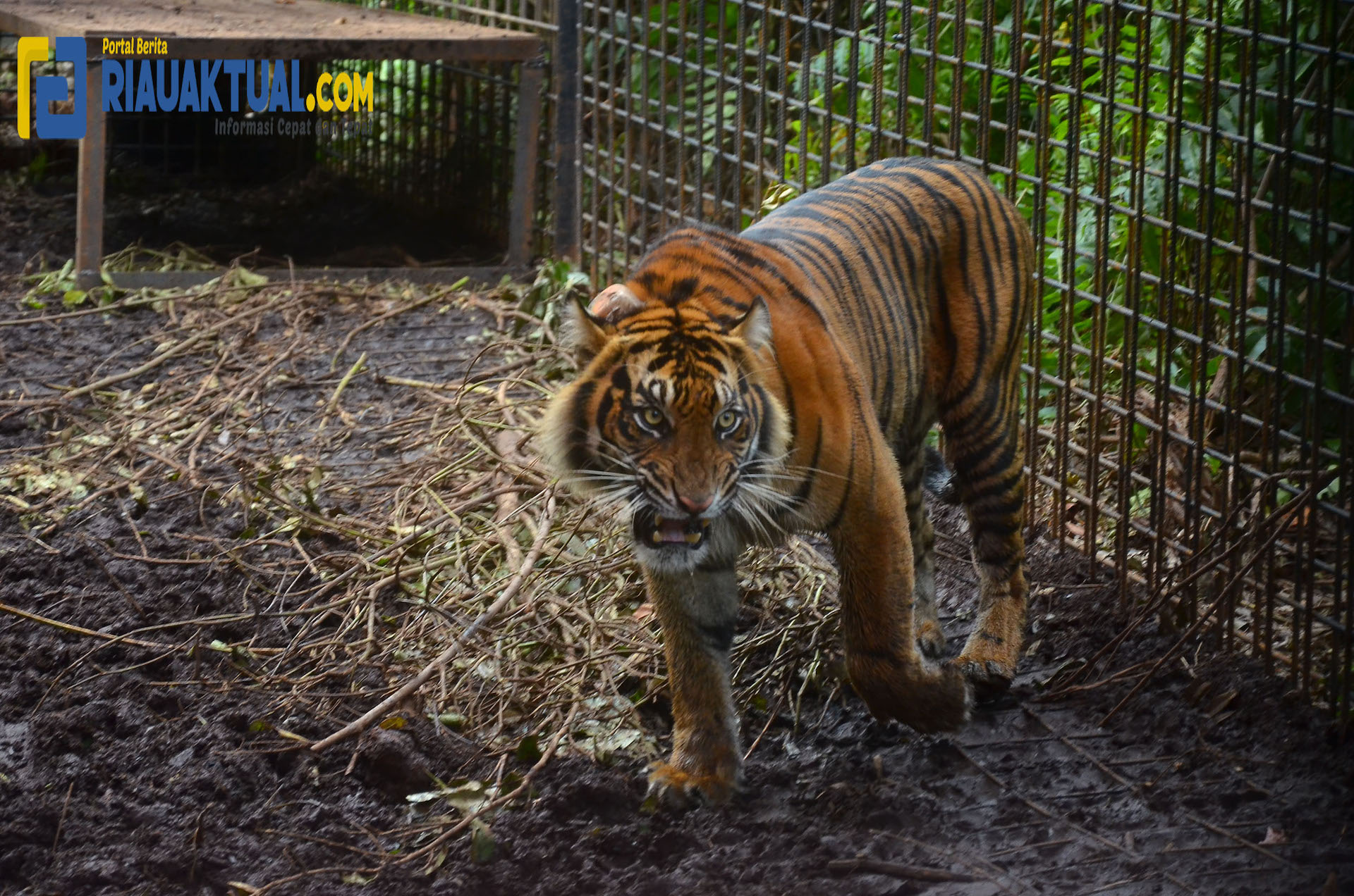 Ternyata Lokasi Konflik Harimau dengan Manusia di Inhil Marak Pembalakan Liar