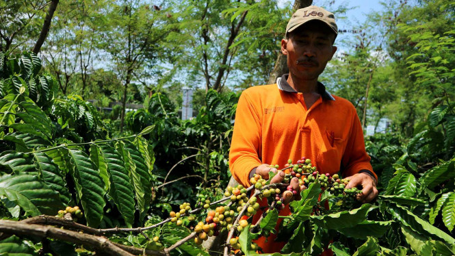 Hanya Orang ‘Bertangan Dingin' yang Bisa Jadi Petani Sukses