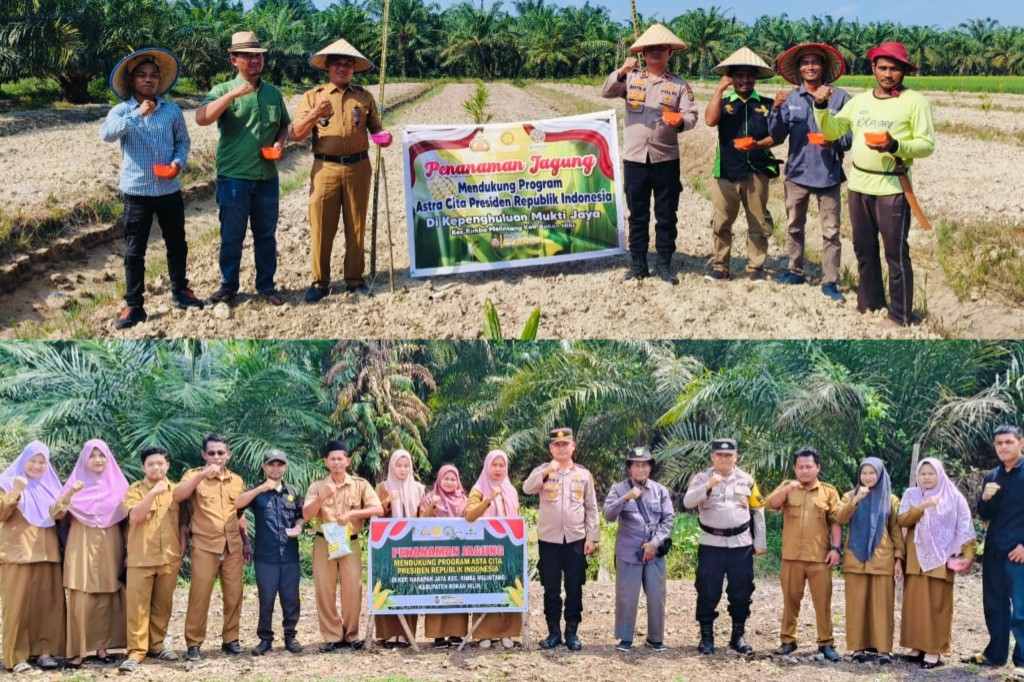 Dukung Ketahanan Pangan, Penanaman Jagung Polsek Rimba Melintang Sasar Dua Kepenghuluan di Rohil