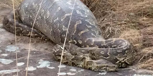 Piton 4 meter bisa makan manusia, ini penjelasan ahli ular