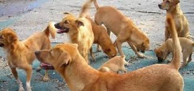 Meresahkan, Disnak Kuansing Bakal Racuni Anjing Liar