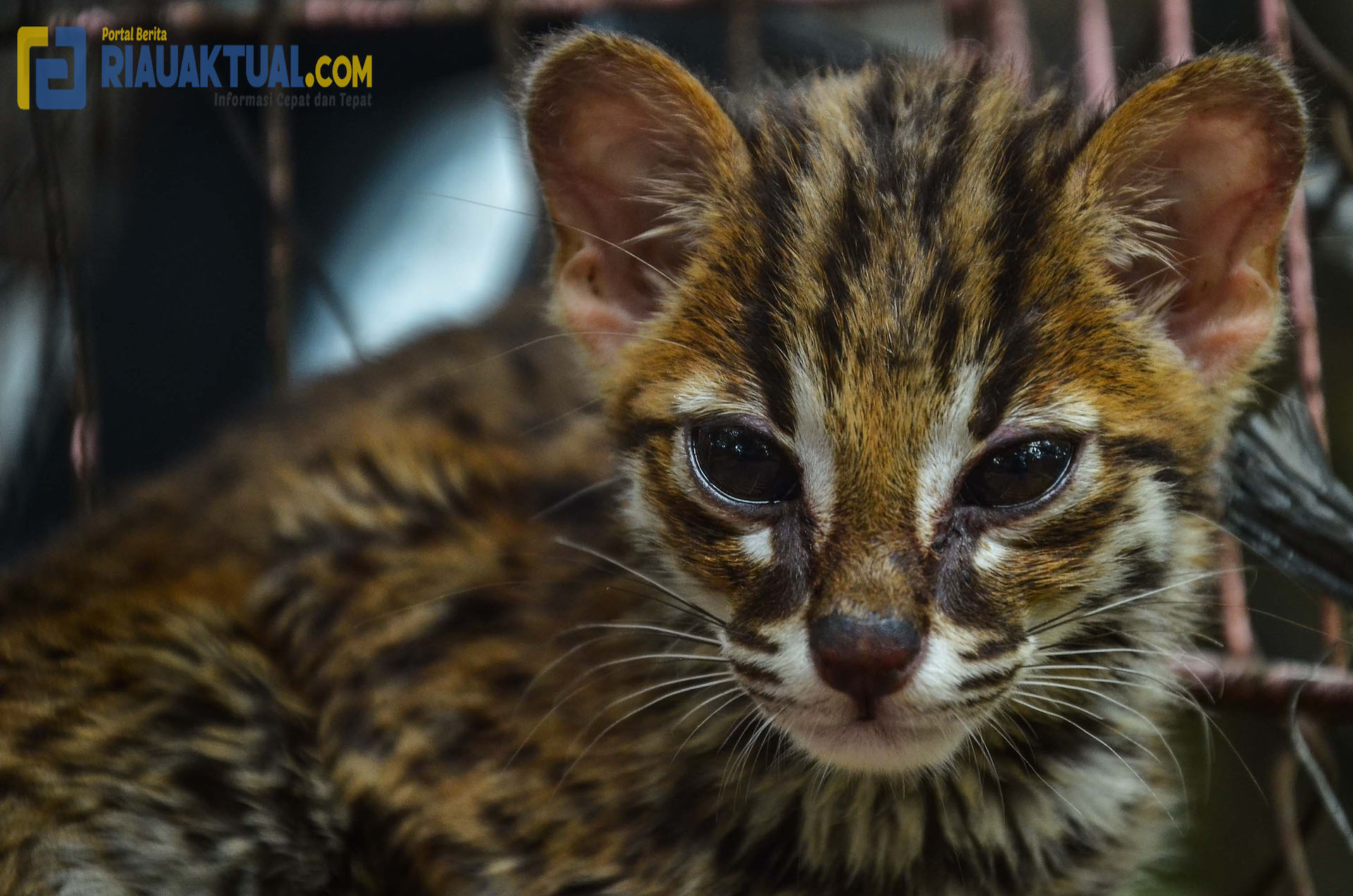 BBKSDA Rawat Anak Kucing Hutan yang Ditemukan Warga