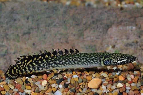 Ikan Palmas, Ikan Purba yang Dipercaya Membawa Keberuntungan