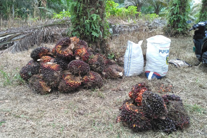 Petani Sawit di Riau Dilatih Bikin Pupuk Organik