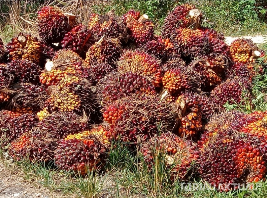 Turun, Harga Sawit Pekan Ini Capai Rp2.603 per Kilogram