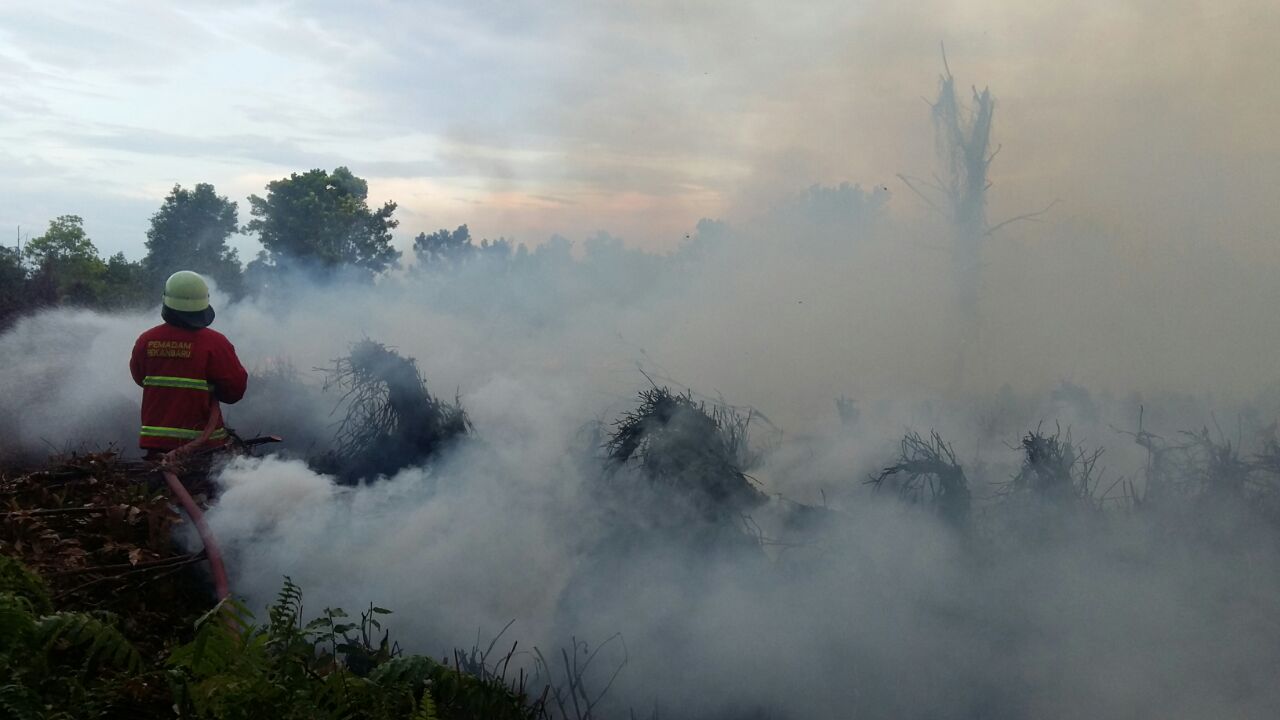 Padamkan Api Dilahan Marpoyan, Satu Damkar Tiba Dilokasi