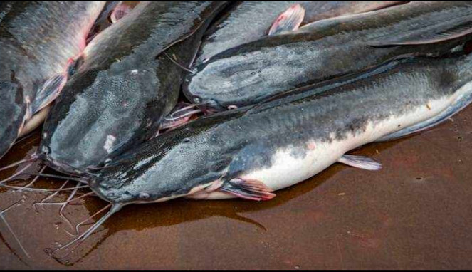 Cara Mengolah Lele Agar Tidak Amis dan Bau Tanah