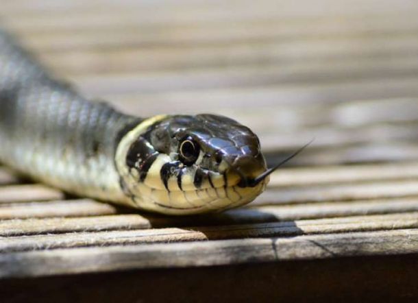 Kamu Pernah Mimpi Digigit Ular? Ini Maknanya