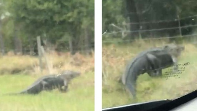 Mengerikan, Buaya 5 Meter Terekam 'Lompati' Pagar Berduri