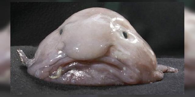 7 Fakta Mencengangkan Si Ikan Buruk Rupa, Blobfish!