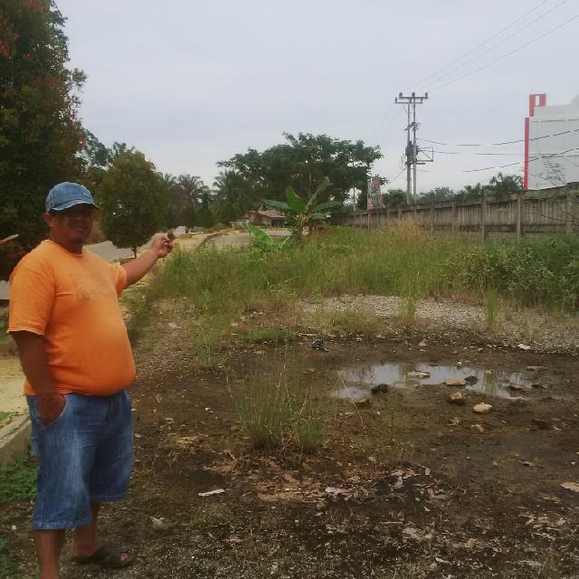 Di Ring Road, Pohong Pisang Tumbuh Subur di Tengah Jalan