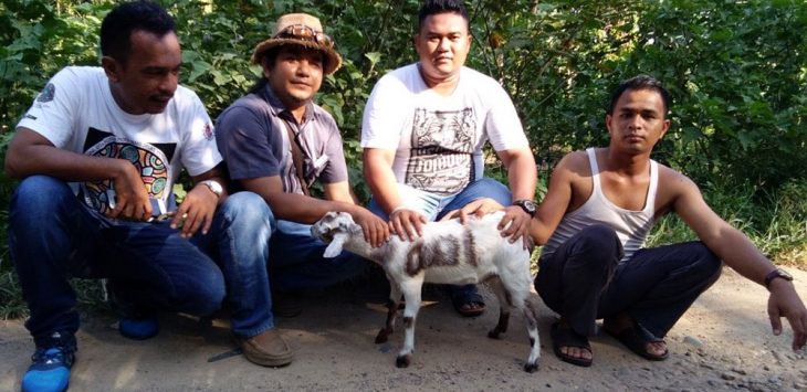 Lihat! Ada Corak Lafadz Allah di Perut Kambing Ini