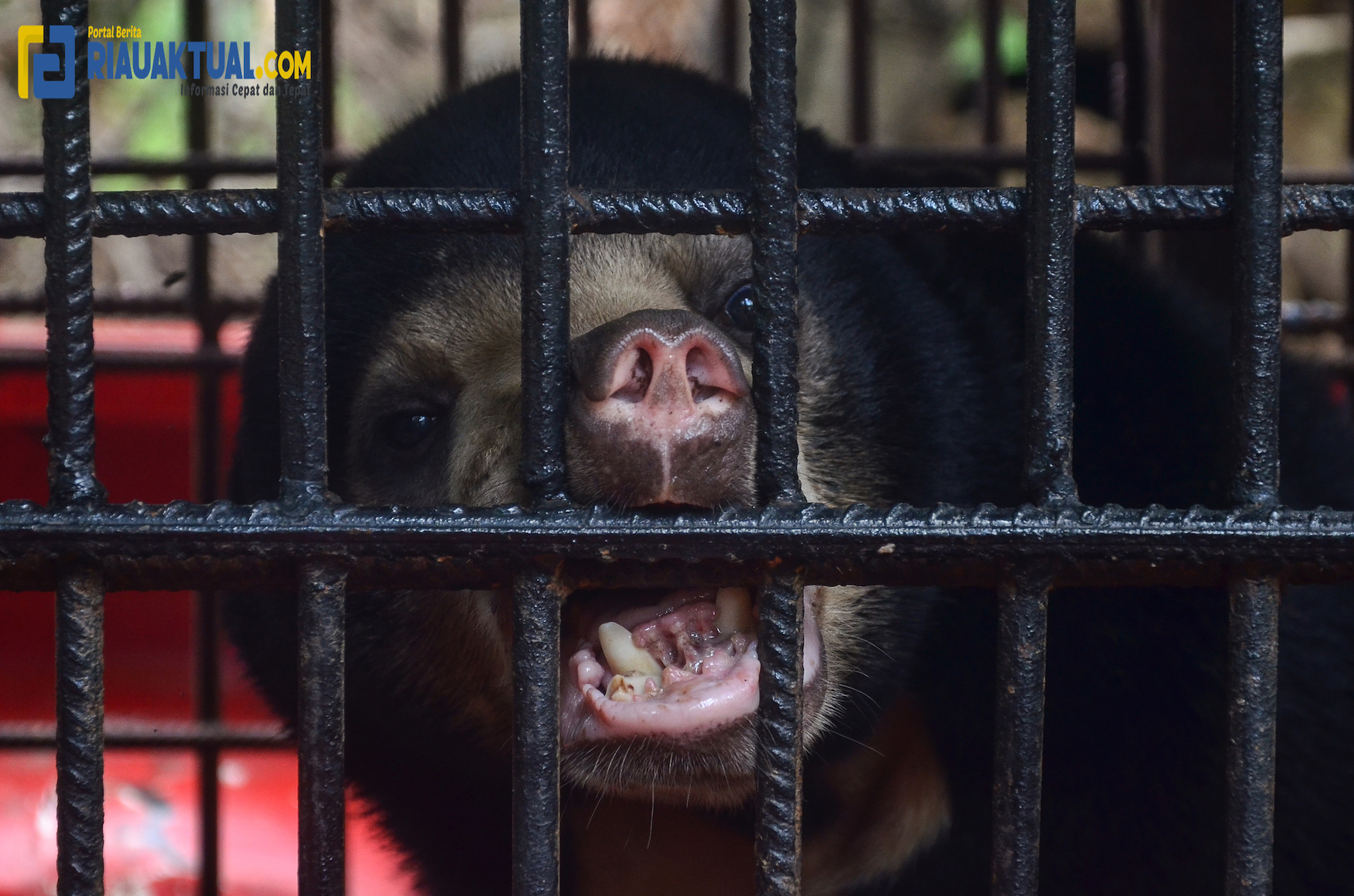 Beruang Madu Yang Terjerat Perangkap Babi di Inhil Berhasil Diselamatkan