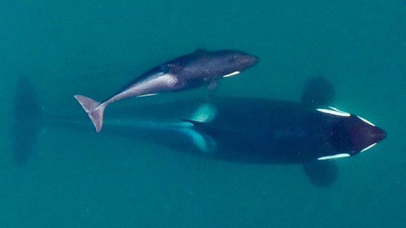 Paus Pembunuh yang Pernah Berkabung Bawa Bangkai Anaknya 17 Hari Kini Melahirkan