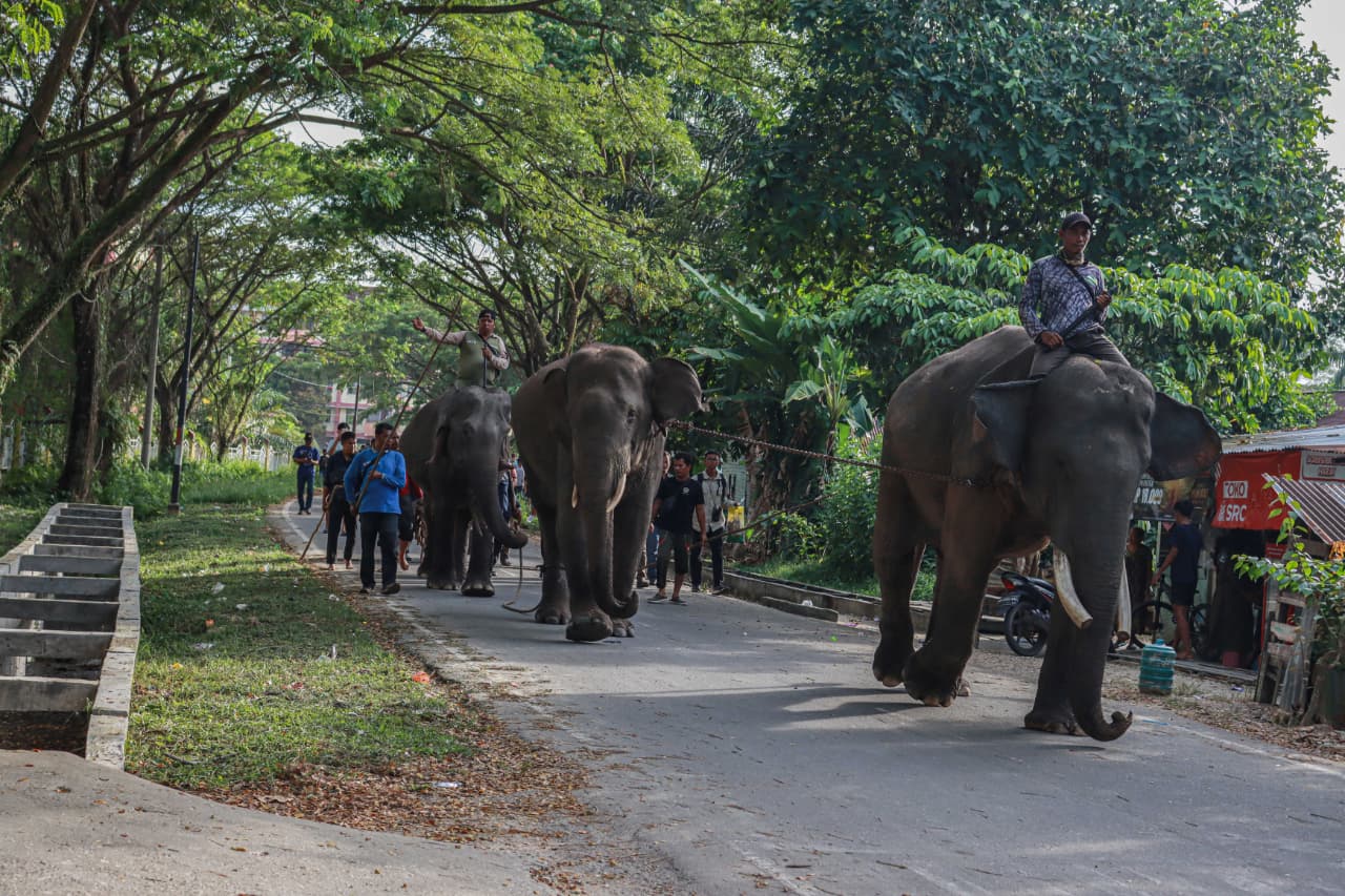 Menjemput Sang Raksasa yang Tersesat di Tengah Kota Pekanbaru