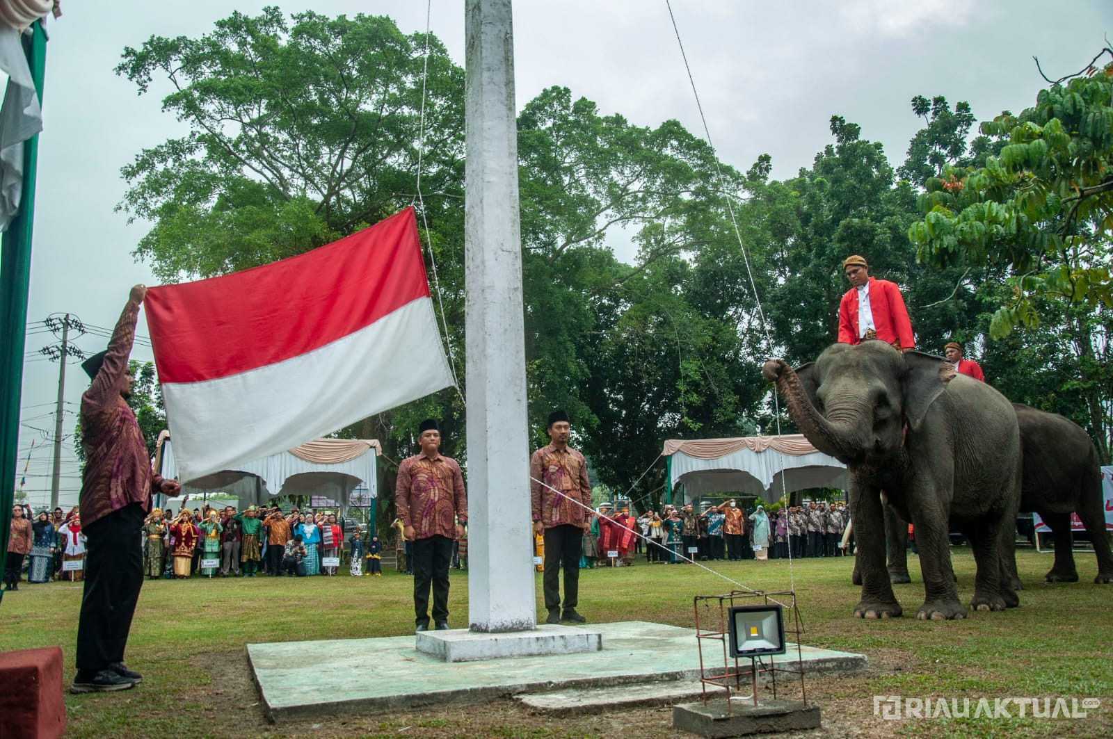 3 Ekor Gajah Sumatera Dilibatkan dalam Pengibaran Bendera Merah Putih di BBKSDA Riau