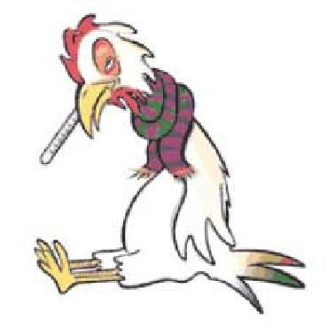 Waspda.. Selama 2013 Sudah 2 Kasus Flu Burung Di Pekanbaru