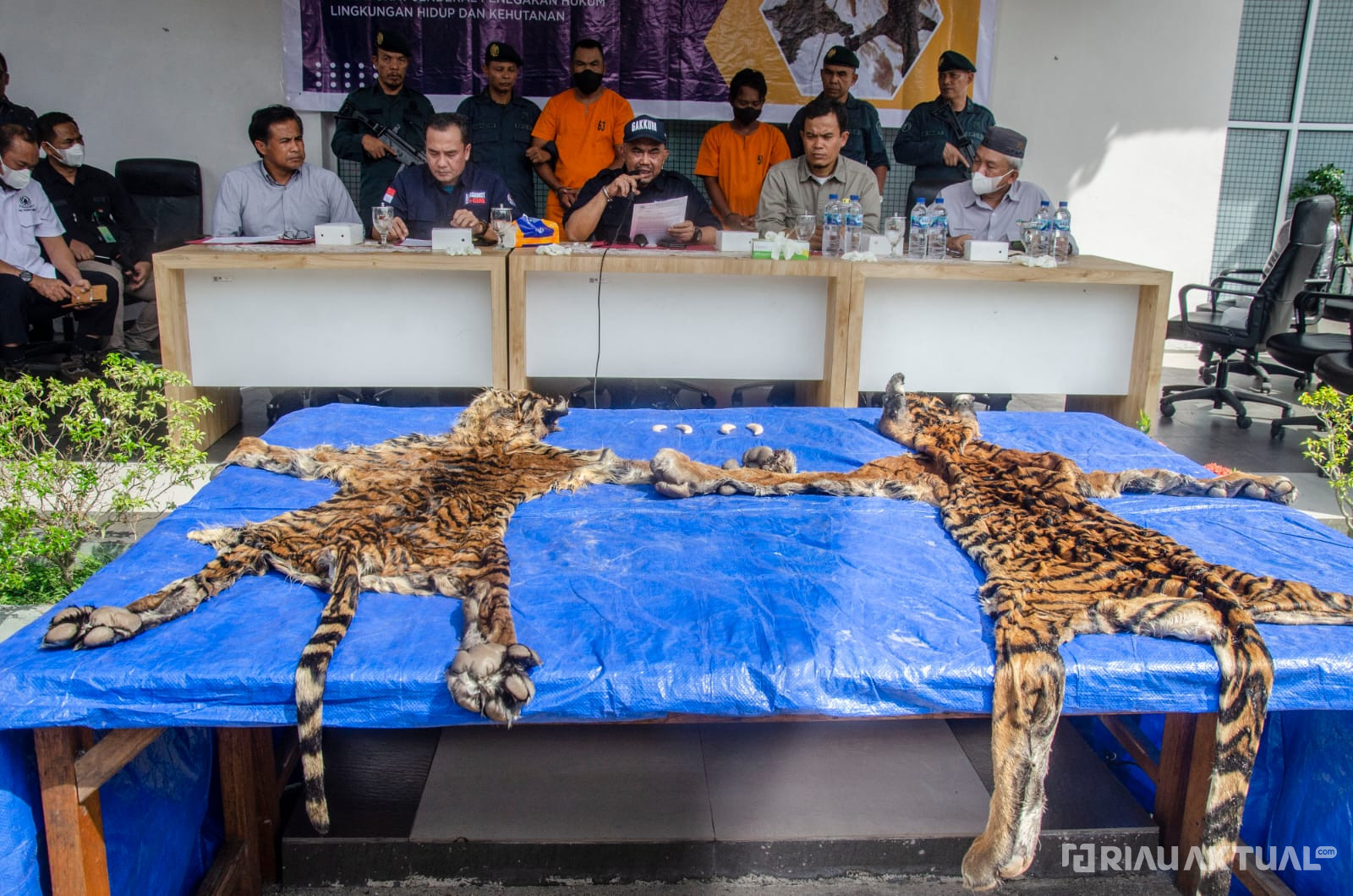 Gakkum KLHK Wilayah Sumatera Menggagalkan Perdagangan Kulit Harimau Sumatera