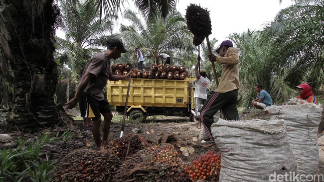 185.000 Ha Kebun Sawit Rakyat Diremajakan, Mulai dari Riau