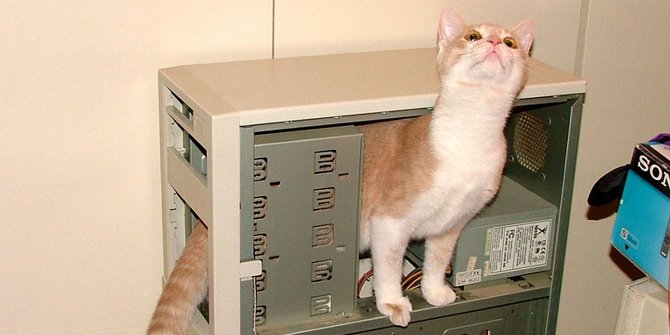 Objek Riset, Ini 9 Kucing Paling Berjasa Dalam Ilmu Pengetahuan