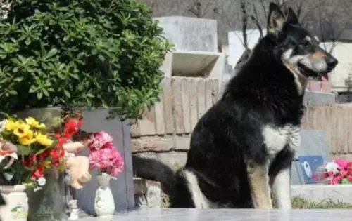 Anjing Setia Mati di Samping Makam Majikan yang Dijaganya Selama 11 Tahun