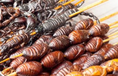 Tujuh Serangga Ini Menjadi Santapan Lezat Beberapa Negara
