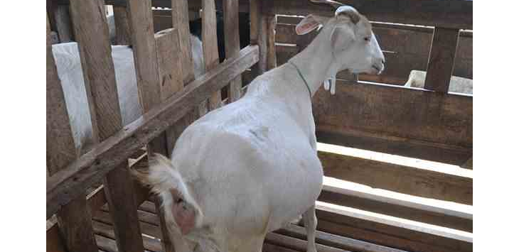 Heboh! Anak Kambing di Sumenep Lahir Menyerupai Manusia, Ini Vidionya