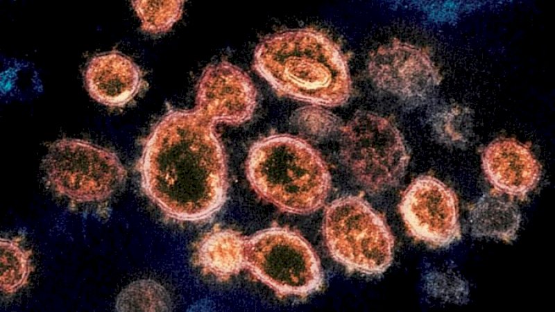 Terungkap Sudah Kelemahan Virus Corona, Pandemi Covid-19 Segera Berakhir?