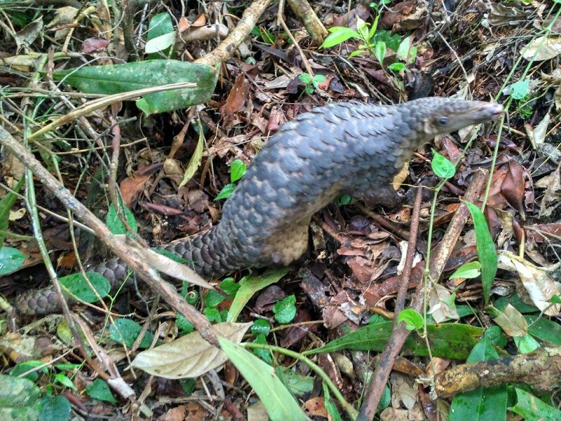 Trenggiling Akan Dikirim ke Malaysia, Ditangkap di Peraian di Dumai