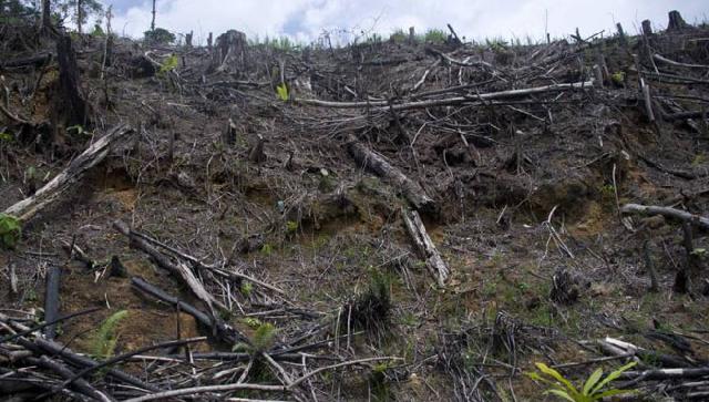 Regulasi Gambut di Riau Tidak Bisa Dipaksakan