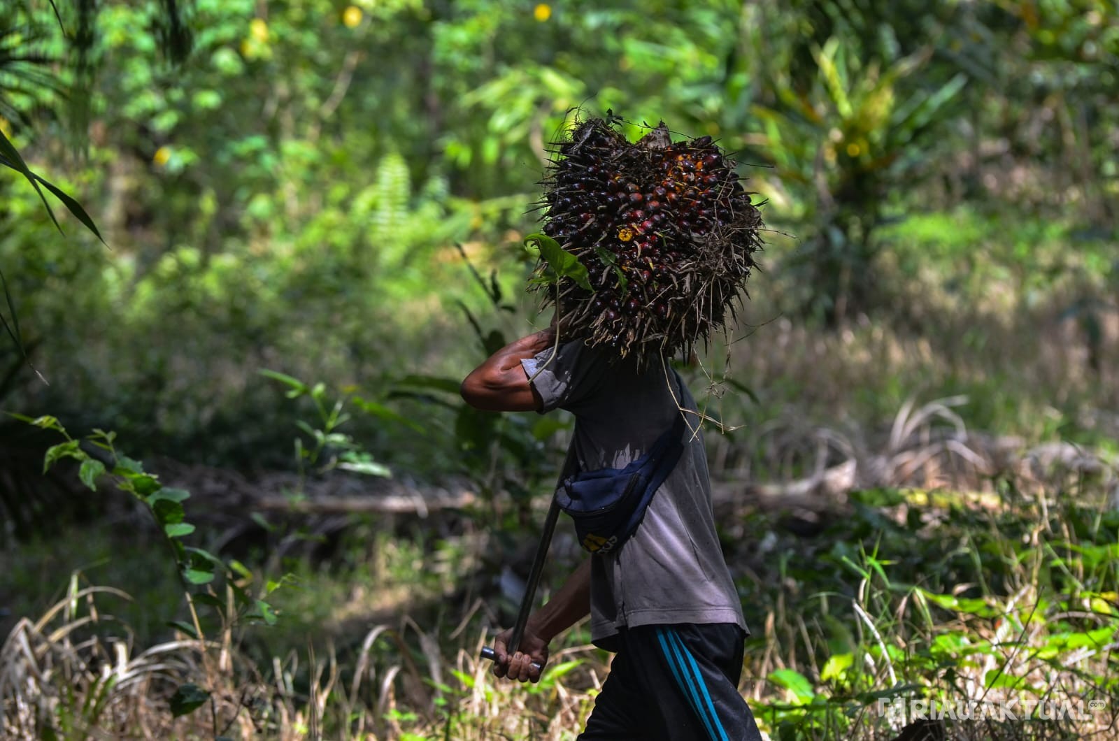 Naik Lagi, Harga TBS Sawit Pekan Ini Capai Rp2.819 per Kilogram