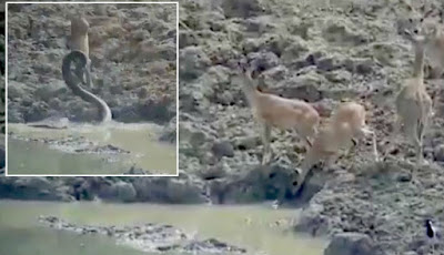 Lompatan Menakjubkan Ular Piton yang Berujung Nasib Buruk Rusa