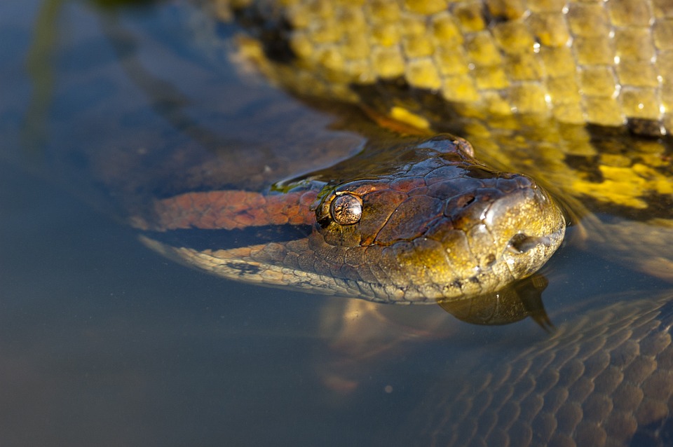Asyik Menyelam, Pria Ini Syok Bertatap Muka dengan Anaconda Raksasa
