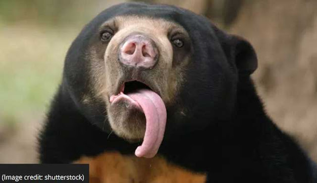 Sepuluh Lidah Hewan Paling Menakjubkan di Dunia