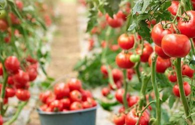 Tak Sekedar Enak untuk Makanan, Tomat Juga Bisa Bantu Hilangkan Jerawat dan Kecilkan Pori Kulit