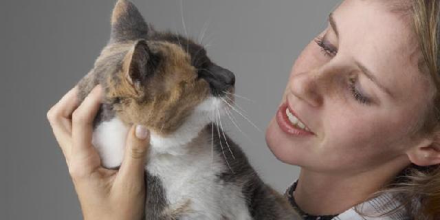 Bermain dengan Kucing Liar Berbahaya untuk Kesehatan