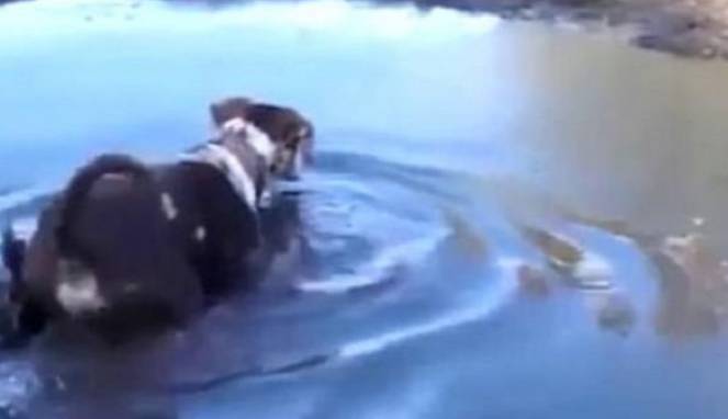 Bermain di Lumpur, Anjing Ini Diserang Makhluk dari Dalam Air
