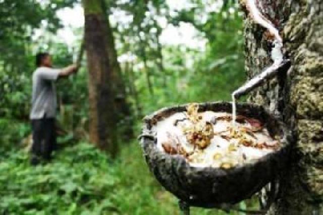 Petani Mengeluh, Harga Karet di Kuansing Rp 4.200 per Kilogram