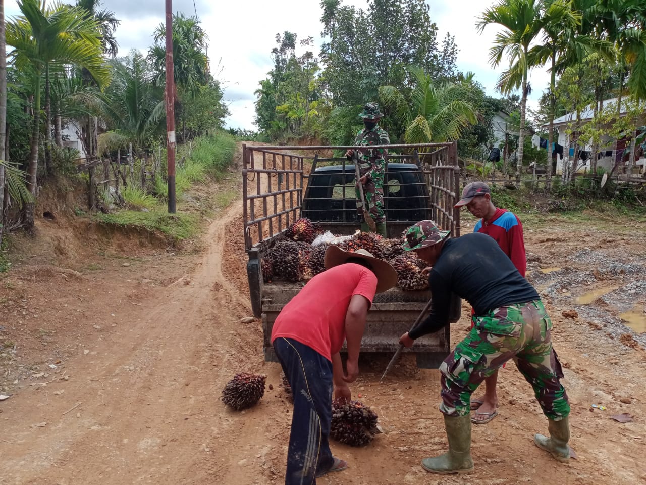 Satgas TMMD Ke-108 Bantu Warga Dusun Trans Desa Lango Panen Sawit