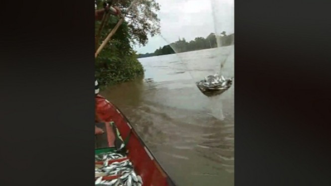 Sekali Jaring, Nelayan Ini Bisa Dapat Ratusan Ikan dengan Mudah