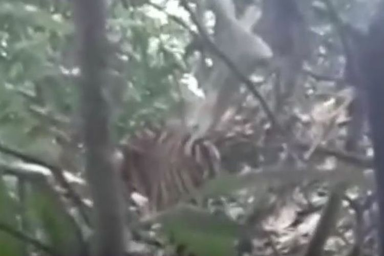 Sedang Mencari Burung, Dua Pria Malah Bertemu Harimau Sumatera, Ini Vidionya