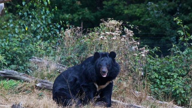 Beruang Berkeliaran ke Pemukiman, Warga Bukit Nenas Dumai Resah