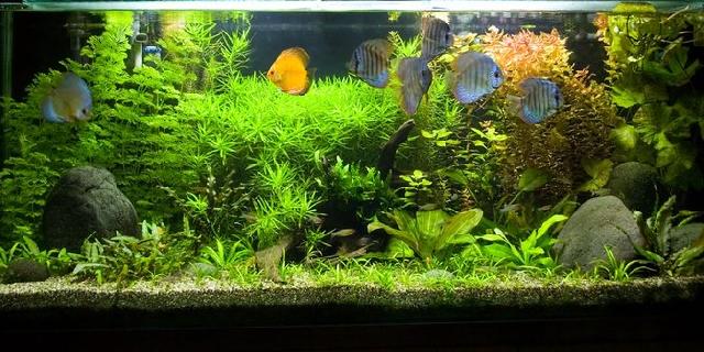 4 Manfaat sehat saat punya akuarium di rumah